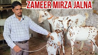 Zameer Bhai ke Barbari goats collection at Jalna Maharashtra [upl. by Sualakcin902]