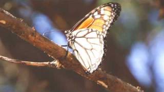 Monarch Butterfly Stock Film Footage [upl. by Septima]