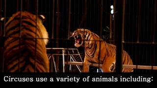 Circus Animal Cruelty Abused for Entertainment [upl. by Arinay177]