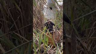 Canoe Rescue shortsvideo simonablokeinthewoods [upl. by Niryt]