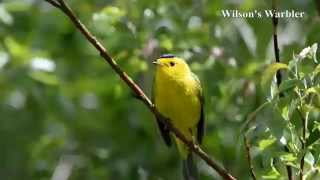 Wilsons Warbler [upl. by Eicaj790]