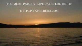 Paisley Tapes  Bawbag Scrapyard [upl. by Calloway]