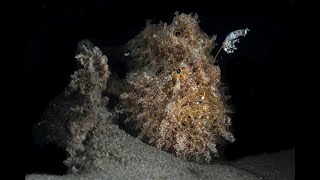 Painted Frogfish Fishing [upl. by Sergei412]