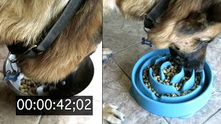 slow feeder dog bowl [upl. by Clynes]