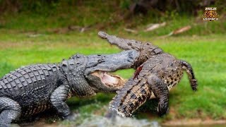 American Alligator Vs Black Caiman  The Ultimate Showdown [upl. by Valdas]