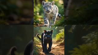 Animals Vs Animals ☠️☠️⚡⚡ lioncub panthercub versus deadlyanimals storytelling viralshort [upl. by Amadus]