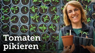 Pikieren von Tomaten  So bekommst du kräftige und gesunde Pflanzen 🌱🍅 [upl. by Cavuoto]