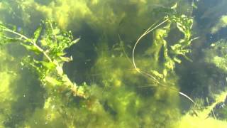 Rondeau Bay Aquatic Vegetation [upl. by Gothurd]