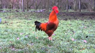 Chant du Coq Marans The Marans rooster song [upl. by Yenolem]