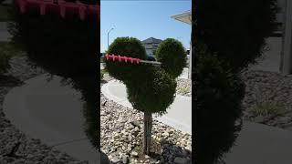 Mickey Mouse Shrub Trimming 🏰🎆 hedgetrimming lawncare landscaping mickeymouse disney shorts [upl. by Akiaki]