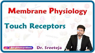 Touch receptors physiology  USMLE Step 1 [upl. by Low]