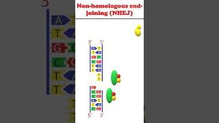 Non homologous end joining animation dnadamagerepair [upl. by Yelyk]