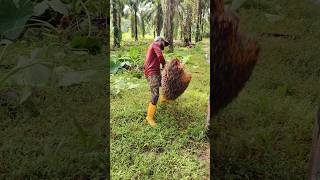 Fal loading ka kam palmoil ytshorts viralshort palmoilmalaysia [upl. by Alrich]