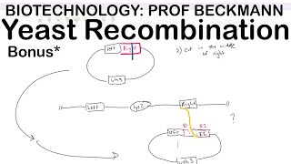 Yeast Recombination One Step vs Two Step [upl. by Martel]