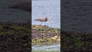 Finally I caught a long fish I ❤️ this blue heron Whytecliff Park Vancouver Canada 🇨🇦 [upl. by Ingraham]