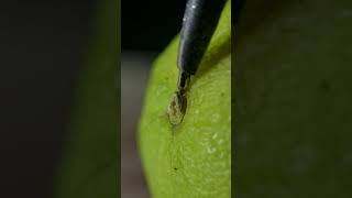 Lime Closeup ASMR  Removing a Lime Pedicel with Soothing Sounds shorts asmr object lime macro [upl. by Levy]