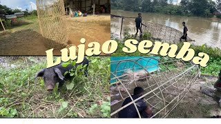 Lujao semba  How to make big lujao [upl. by Aharon]