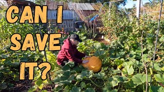 Saving My Squashes And Pumpkins From Frost Damage [upl. by Ahtivak]