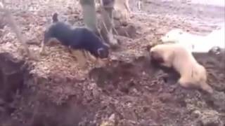 Perros ratoneros limpiando madrigueras llenas de ratas [upl. by Ydderf738]