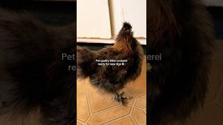 Silkie cockerel available 🐥 [upl. by Natloz379]