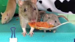 Series 13 Recipe for Rat Constipation Treatment [upl. by Mountford355]