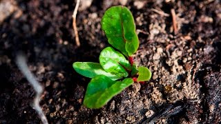 Replanting Gladiolus Bulbs  Bright Lights Swiss Chard Transplanting [upl. by Philpot]