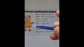 External carotid artery branches Med Ed Pro [upl. by Rebmaed494]