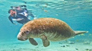 Manatee Swim Orlando [upl. by Aeriell587]