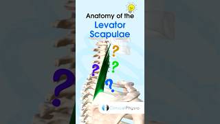 Levator Scapulae physicaltherapy physiotherapy anatomy levatorscapulae muscle [upl. by Hosbein]