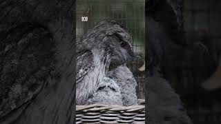 Adorable tawny frogmouth chicks hatch at Melbourne Zoo  ABC News [upl. by Baxy]