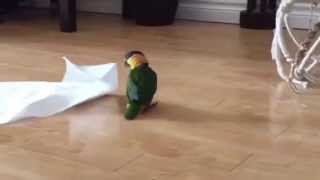 Little Bird Plays With Paper Towel [upl. by Dnalevets]