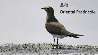 燕鴴Oriental Pratincole [upl. by Mihalco]