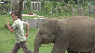 Baby elephant play and run around with a man  ElephantNews [upl. by Wiatt]