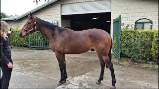 OCEAN PARK x FOREVER AND EVER 2yo colt  stable update Aug 2024 [upl. by Monty]