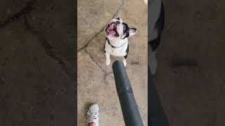 Effort to Dry French Bulldog With Leaf Blower Fails Hilariously [upl. by Mir]