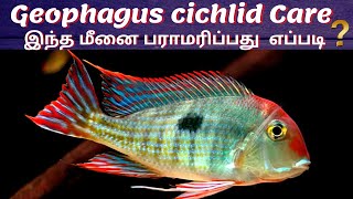 Geophagus cichlid  The Peaceful Cichlid  How to care Geophagus Fish  In Tamil  Aqua shots  AS [upl. by Yrroc]