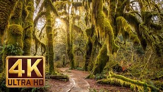 Hoh Rain Forest  4K Nature Relaxation Film [upl. by Riay589]