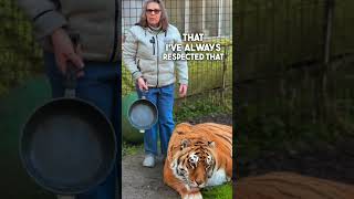 Always respect animals 🙏❤️ lion tigre normandie chat lovetigers [upl. by Baum]