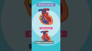 ECG Learn heart ecg ecgheart heartcondition [upl. by Ullund]