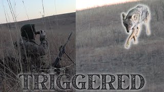 TRIGGER TRIPPING a HUNG UP COYOTE with BREEDING SOUNDS S10E13 [upl. by Akeihsal]