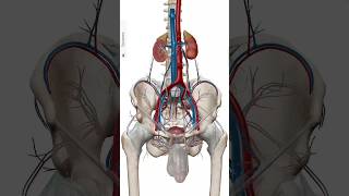 Male pelvic cavity and both kidney shortsvideo [upl. by Ahsemrac]