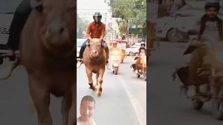 virelshorts funny comedy love song hindisong cow bollywoodsongs [upl. by Yenahpets]