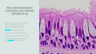 HISTOLOGY OF EPITHELIAL AND CONNECTIVE TISSUE PRESENTATION  BR [upl. by Fernyak823]