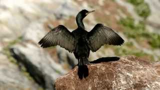 Varanger  birds and sites [upl. by Anneis]