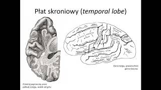 Kora mózgu cz II wstęp [upl. by Fiedling381]