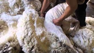 Merino sheep shearing Australia [upl. by Silvio]