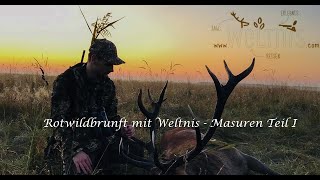 Rotwildbrunft mit Weltnis in den Masuren Teil I [upl. by Alcock285]