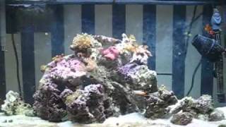 25G Saltwater Clownfish Aquarium Update 3 [upl. by Leavitt938]