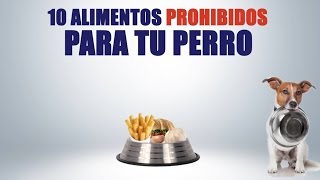 10 Alimentos prohibidos para tu perro [upl. by Olag936]