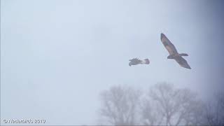 Ruigpootbuizerd  Roughlegged Buzzard  Buteo lagopus  Drentse Dijk Onlanden NL 09012019 [upl. by Alfonse]